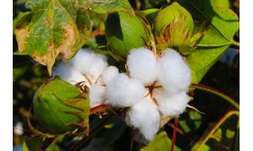 Cotton