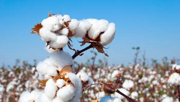 Cotton